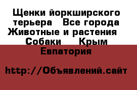 Щенки йоркширского терьера - Все города Животные и растения » Собаки   . Крым,Евпатория